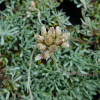 Antennaria dioica SDR6304